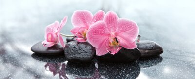 Bild Rosa Orchideenblüten und schwarze Steine