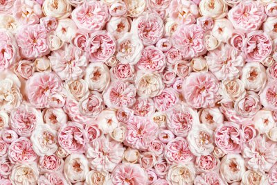 Rosa Pastellrosen in dichter Anordnung