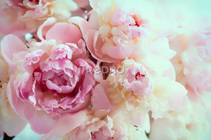 Bild Rosa Pfingstrosen in Nahaufnahme