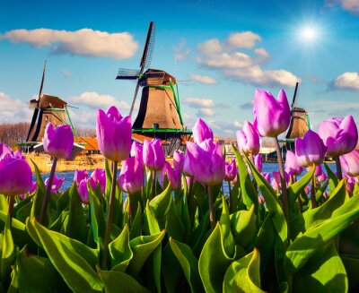Rosa Tulpen auf einem Hintergrund von Windmühlen