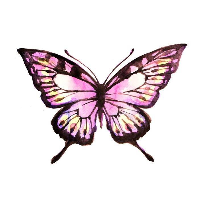 Bild Rosa zarter Schmetterling