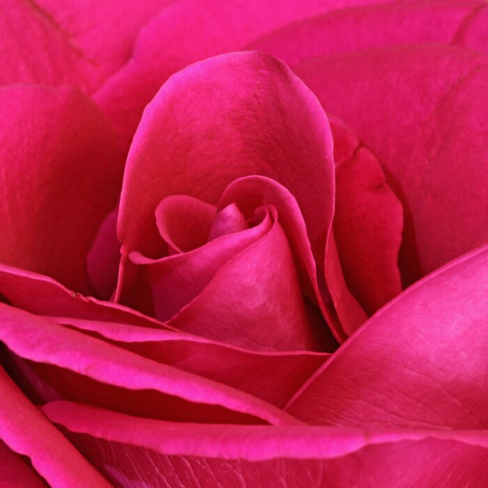 Bild Rose aus der Nähe