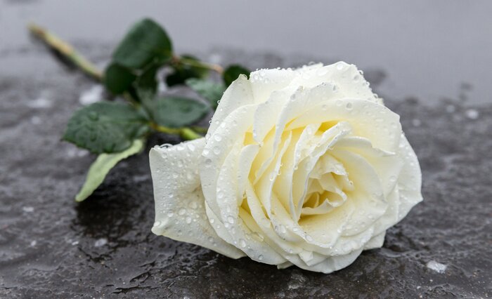 Bild Rose in Regentropfen