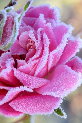 Bild Rose mit gefrorenen Blütenblättern