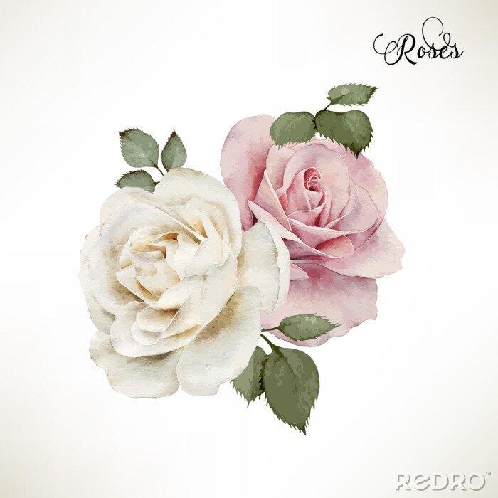 Bild Rosen auf weißem Hintergrund