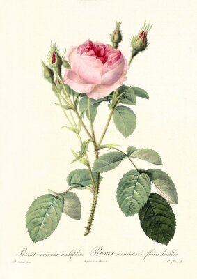 Rosen mit Knospen bereit zu blühen