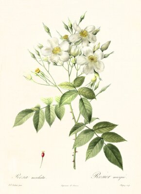 Rosen weiss botanische Skizze