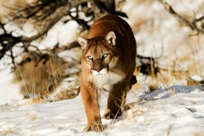 Rostroter Puma im Schnee