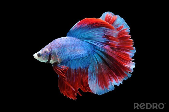 Bild Rot-blauer Fisch