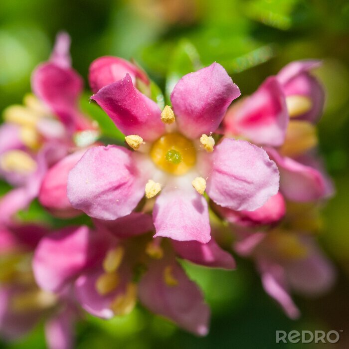 Bild Rot blühende Blume