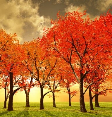 Bild Rote Bäume