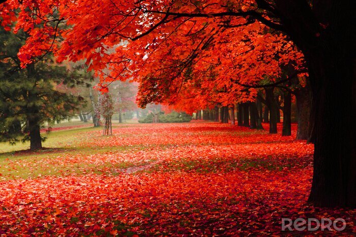 Bild Rote Baumblätter im Park