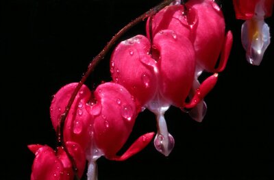 Bild Rote Blütenblätter auf dunklem Hintergrund