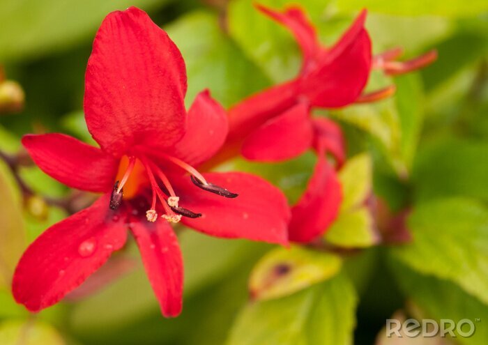 Bild Rote Blütenblätter in grün