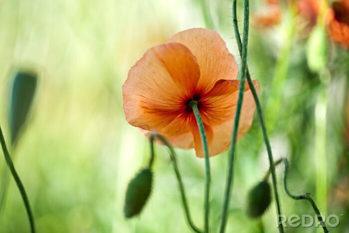Bild Rote Blume auf einer grünen Wiese