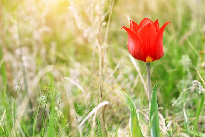 Bild Rote Blume auf einer Wiese