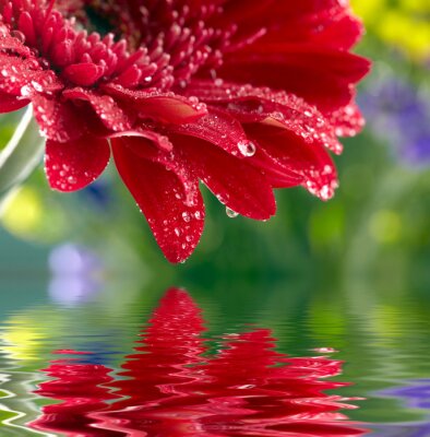 rote Blume, die über dem Wasser wächst