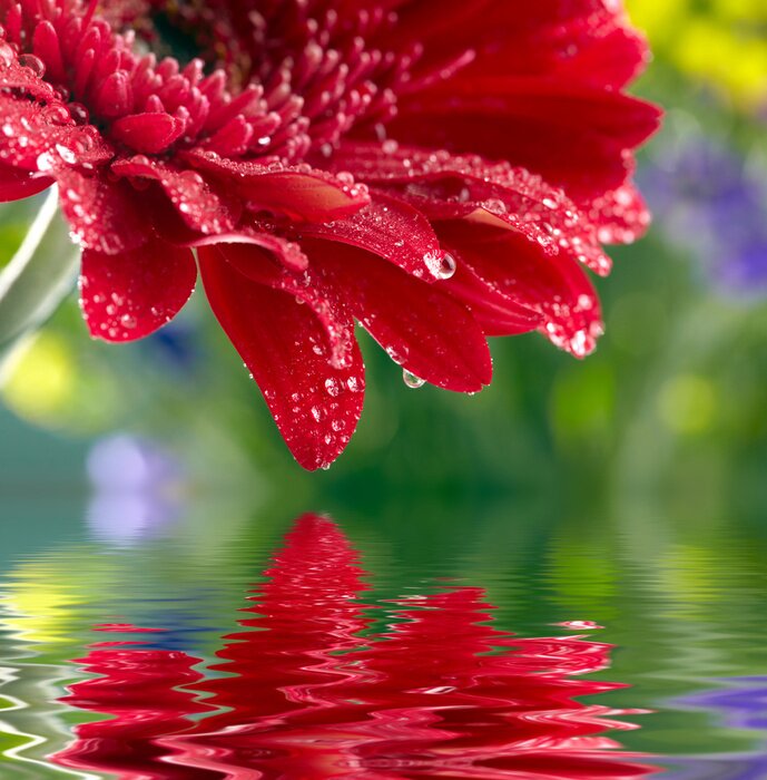 Bild rote Blume, die über dem Wasser wächst