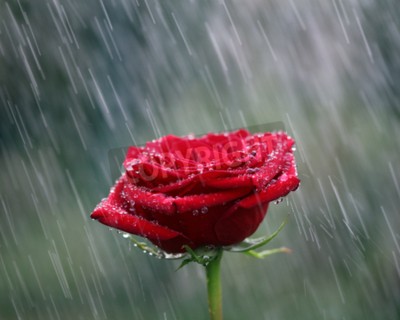 Bild Rote Blume in Regentropfen