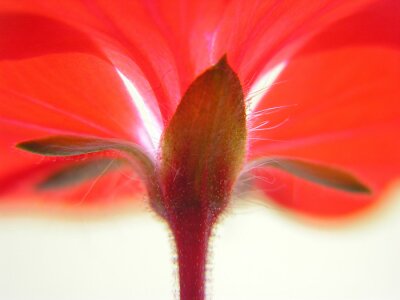 Rote Blume von unten