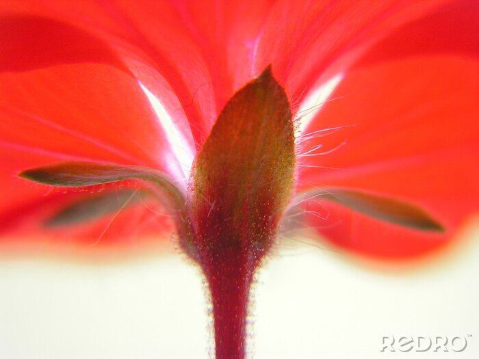 Bild Rote Blume von unten