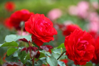 Rote Blumen im Garten
