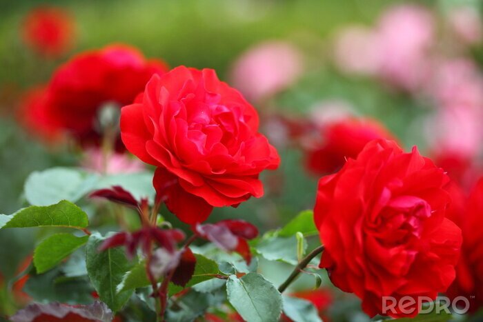 Bild Rote Blumen im Garten