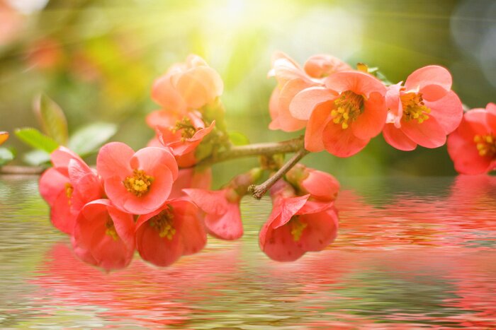 Bild Rote Blumen mit Wiederspiegelung in Wasser