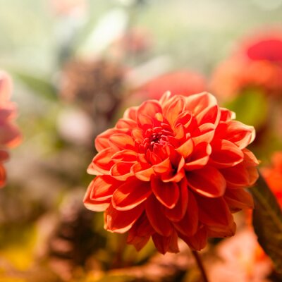 Bild Rote Dahlienblüten