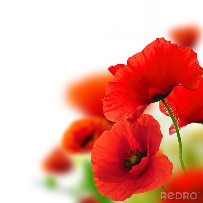 Bild Rote Feldblumen auf weißem Hintergrund
