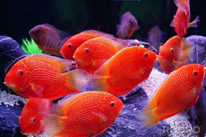 Bild Rote Fische