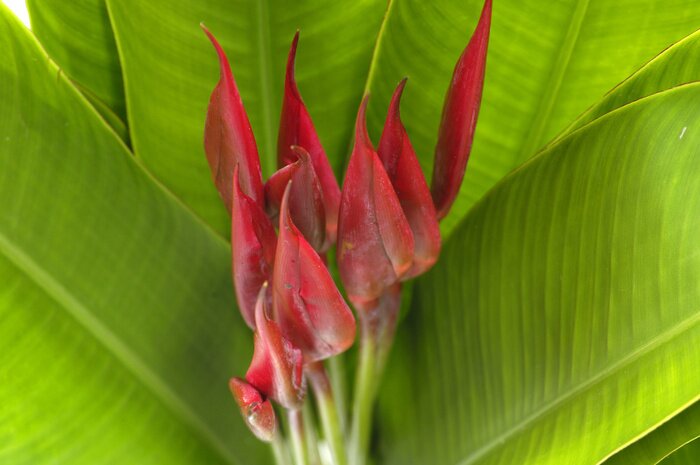 Bild Rote Lilie zwischen den Blättern