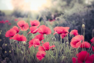 Rote Mohnblumen in gedämpften Farben