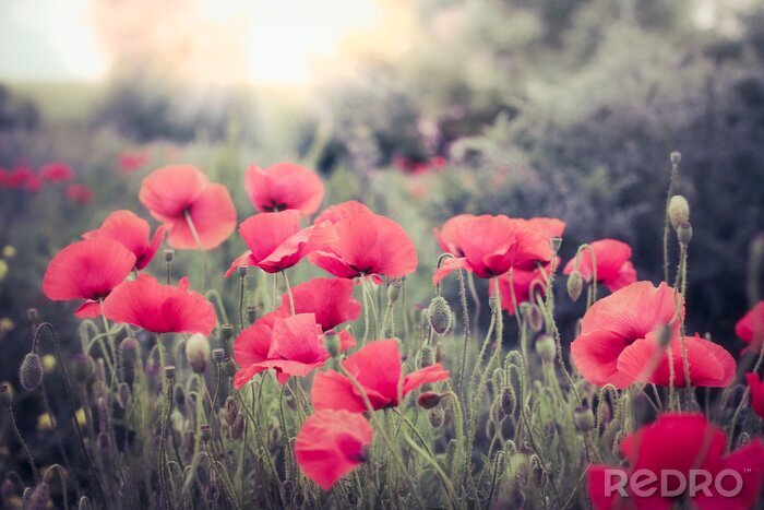 Bild Rote Mohnblumen in gedämpften Farben