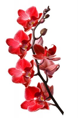 Bild Rote Orchidee auf hellem Hintergrund