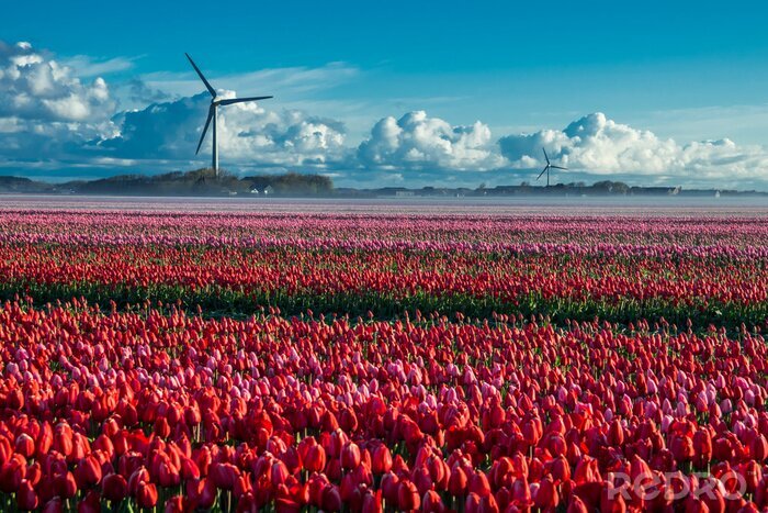 Bild Rote Tulpen auf dem Feld