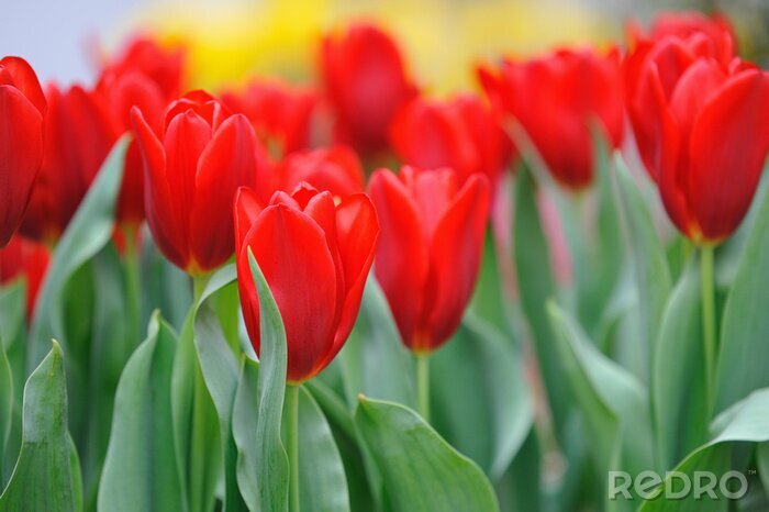 Bild Rote Tulpen auf einer Lichtung
