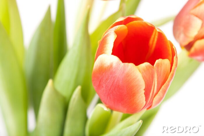 Bild Rote Tulpen und Blätter