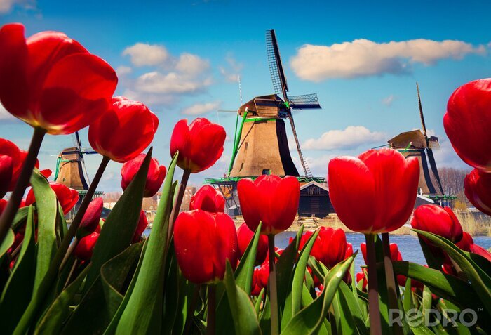 Bild Rote Tulpen vor dem Hintergrund der Windmühle