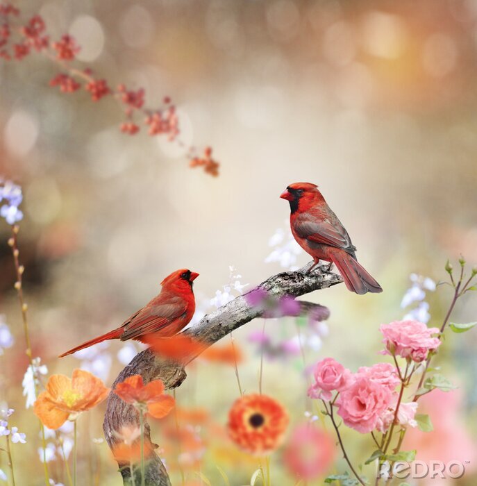 Bild Rote Vögel draußen
