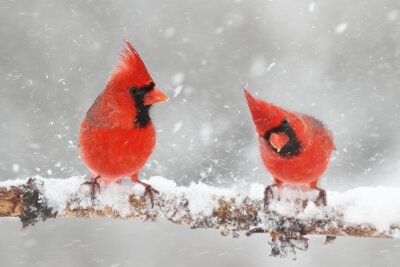 Rote Vögel im Schnee
