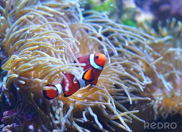 Bild Roter Anemonenfisch inmitten des Korallenriffs