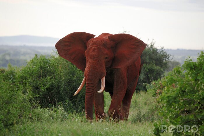 Bild Roter Elefant