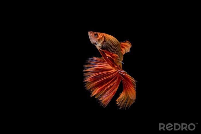 Bild Roter Fisch auf schwarzem Hintergrund