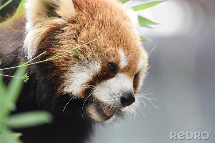 Bild Roter junger Panda