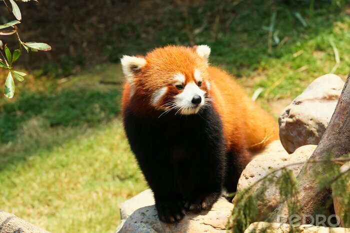 Bild Roter Panda auf dem Stein