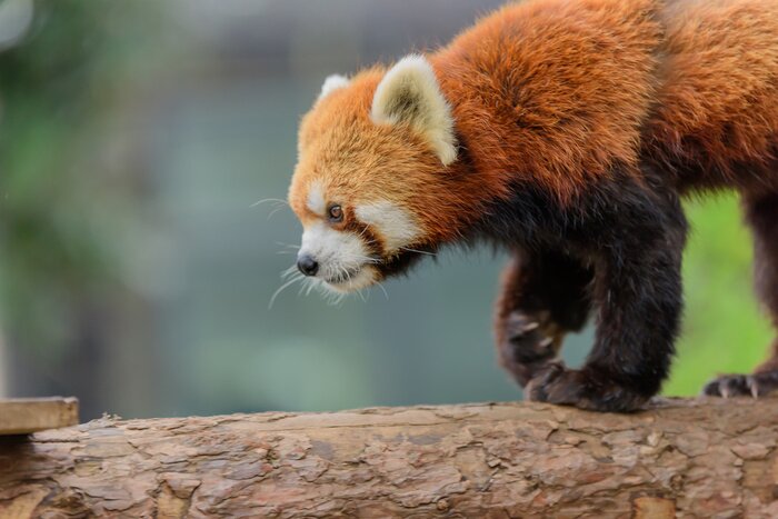 Bild Roter Panda auf einem Ast
