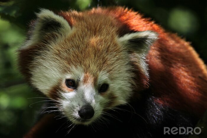 Bild Roter Panda im Wald
