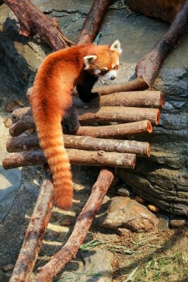 Roter Panda in einem Zoo