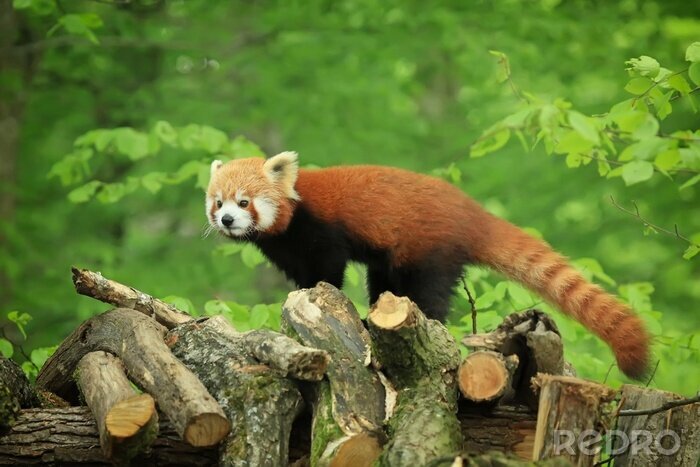 Bild Roter Panda mit Schwanz